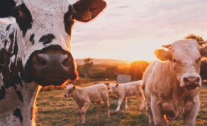 Minister van Landbouw, Natuur en Voedselkwaliteit in overleg met Openbaar Ministerie over strafrechtelijke vervolging melkveehouders voor fraude met registratie melkvee